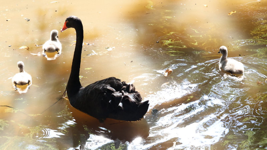 Zoo Americana recebe novos animais